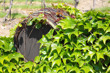 Wooden barrel in grape leaves