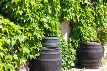Wooden barrels in grape leaves