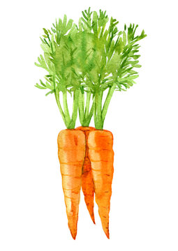 Carrot isolated on white background, watercolor illustration
