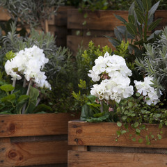 Fototapeta na wymiar the Artificial hydrangeas and geraniums in wooden boxes near Covent Garden