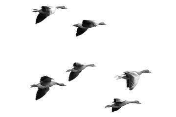 geese