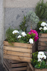 the Artificial hydrangeas and geraniums in wooden boxes near Covent Garden