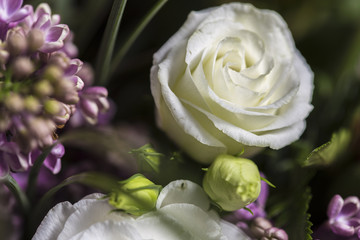 White rose smooth petal close up