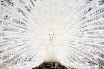 Naklejka premium White peacock with the opened tail
