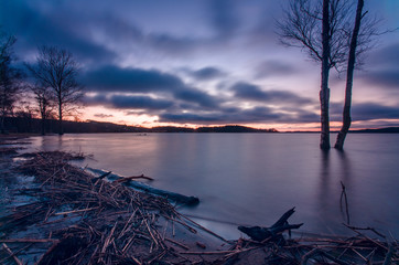 The tree in the water