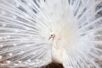 White peacock with the opened tail