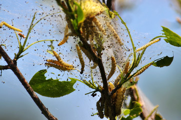 Larva caterpillar in its web nest on branches and green leaves of a bush