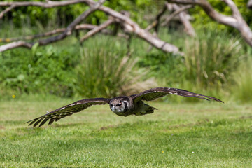Verreaux's eagle-owl (Bubo lacteus) also known as milky eagle owl