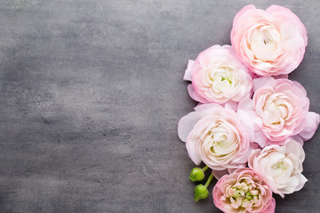Pink beautiful ranunculus on gray background.