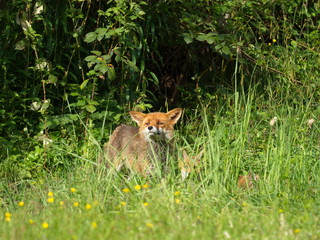 Fuchsfähe mit Welpen
