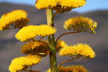 Agave Blossom with a Hummingbird