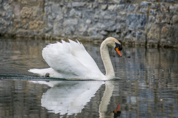 Fototapeta premium white swan with reflection at the water