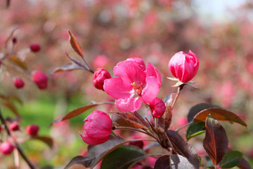 Brightly pink flowers of apple.