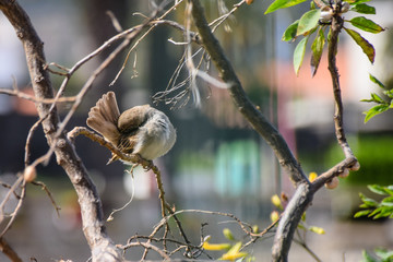 Sparrow perched on a branch grooming and reaching for twigs