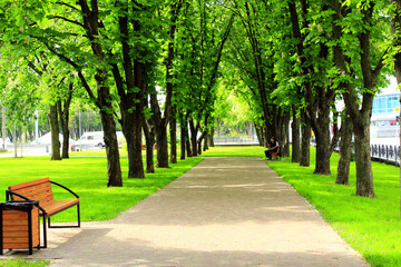 city park with promenade path benches and big green trees