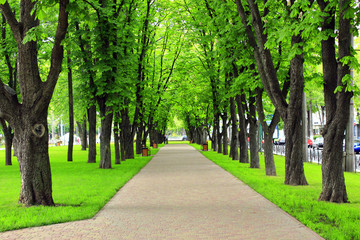 Fototapeta na wymiar park with nice promenade path and big green trees
