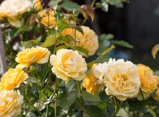 Yellow Rose on the Branch in the Garden