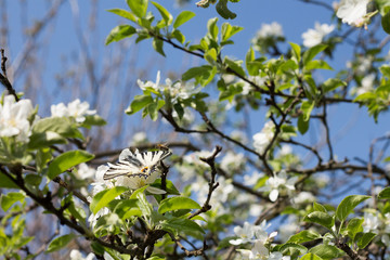 butterfly