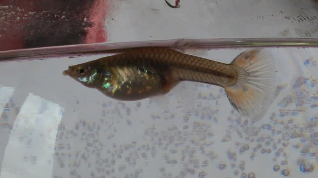 The female guppy gives birth to fry
