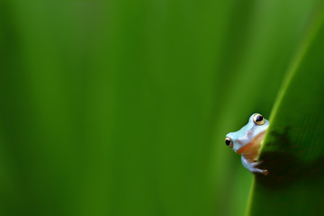 Little tree frog clutching behind green leaf and blurry natural background with selective focus
