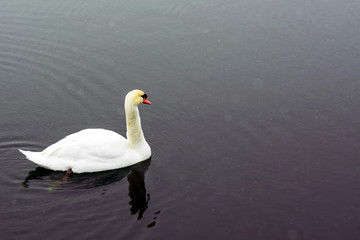 White swan swim on the lake in the city park. Proud and beautiful bird. Dark water in early spring.Toned