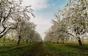 Fototapeta premium Blooming cherry trees