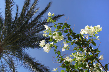 Branches of beautiful white bougainvillea and palm tree