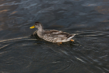 Wild duck swimming. Colorful lake background.