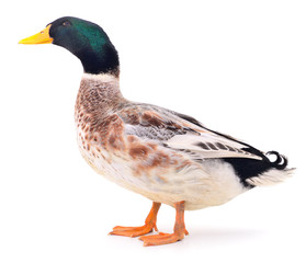 Brown duck on white.