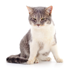 Cat on a white background