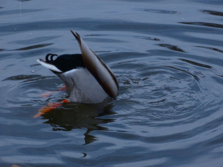 Fototapeta premium Diving mallard duck