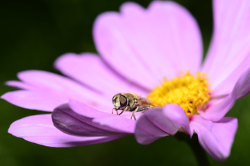 A bee on the pink flowers