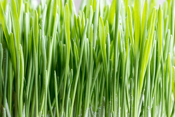 Young green barley grass growing in soil