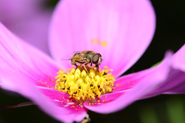 A bee on the pink flowers