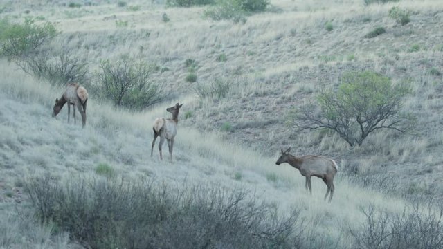 Elk in the foothills after sunset