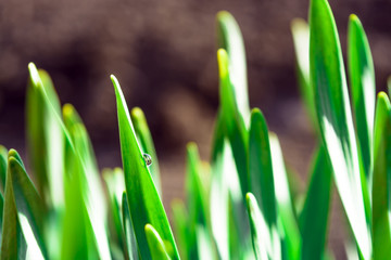 Spring green grass in the sunshine with a drop of dew. Abstract natural background.