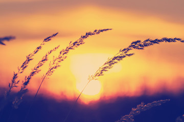 sunset at grass field meadow