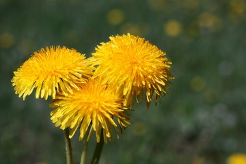 Picturesque bright yellow flowers dandelions on textured green pattern close up