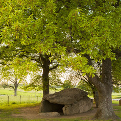 dolmen en sous-bois