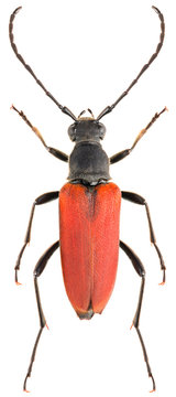 Long-horned beetle Anastrangalia sanguinolenta isolated on white background, dorsal view of flower longhorn beetle
