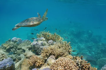 Tableaux ronds sur aluminium brossé Tortue Une tortue verte sous l& 39 eau sur un récif de corail avec des poissons tropicaux, océan Pacifique, Nouvelle-Calédonie