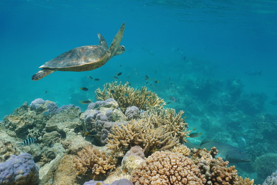 A green sea turtle underwater on a coral reef with tropical fish, Pacific ocean, New Caledonia