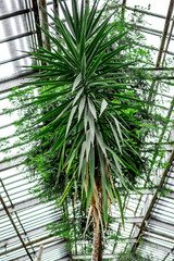 old orchard-house indoor with exotic green plants