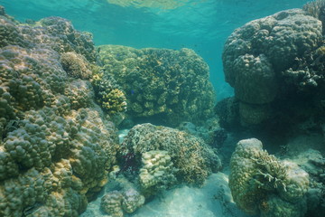 Naklejka na ściany i meble Massive stony corals underwater in the lagoon of Grande-Terre island, south Pacific ocean, New Caledonia, Oceania