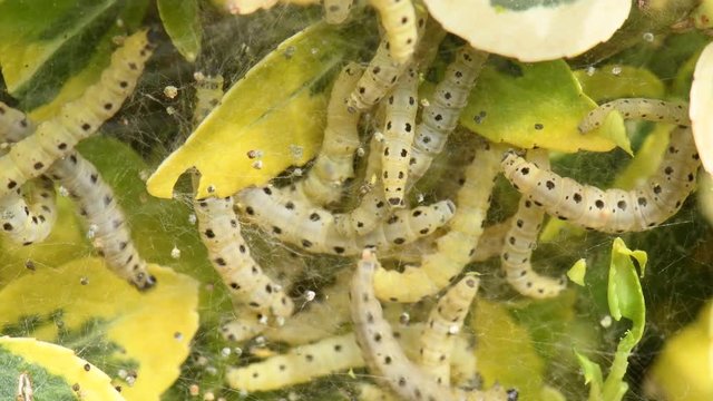 CHENILLE DU BUIS - cydalima perspectalis