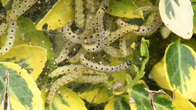 CHENILLE DU BUIS - cydalima perspectalis
