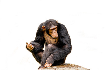 The portrait of black chimpanzee isolate on white background. - obrazy, fototapety, plakaty