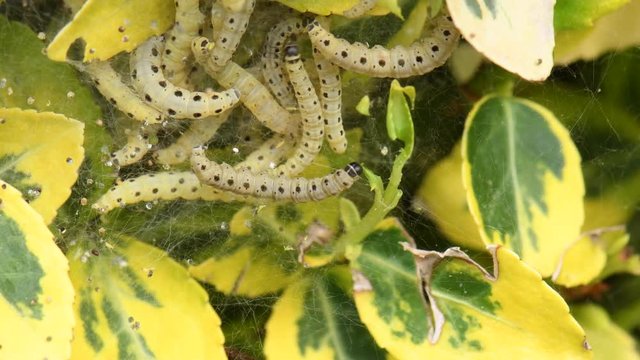 CHENILLE DU BUIS - cydalima perspectalis
