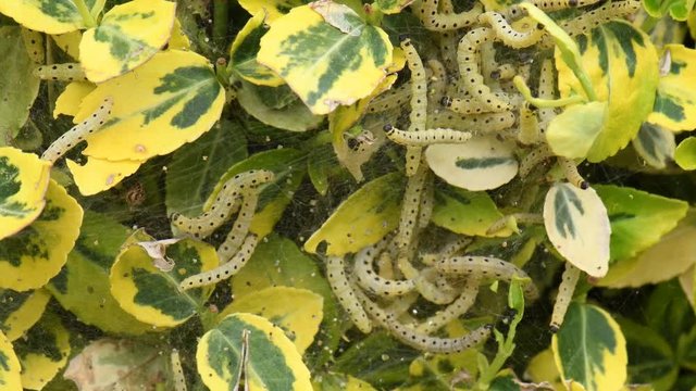 CHENILLE DU BUIS - cydalima perspectalis