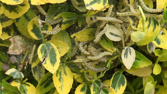 CHENILLE DU BUIS - cydalima perspectalis